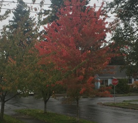 Autumn Listenings